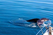 Whale watching Hervey Bay