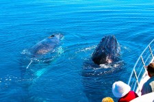 Whale watching Hervey Bay