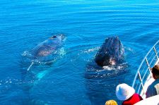 Whale watching Hervey Bay